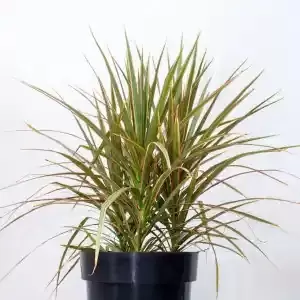 Draceana