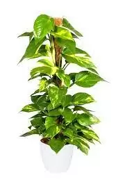 Money Plant