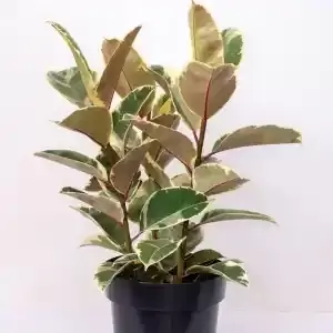 Fitus Elastica