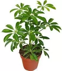 Umbrella Plant